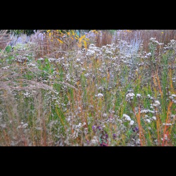 DE TUINEN VAN HOEGAARDEN herfstbeeld (1)